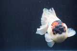 Short Body Thai Oranda  Tricolor 4 Inch (ID#913To14a-89) Free2Day SHIPPING