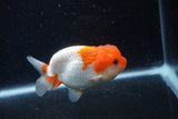 Juvenile Lionchu  Red White 3.5 Inch (ID#0110R11a-12) Free2Day SHIPPING