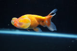 Bubble Eye  Red White 3.5 Inch (ID#318Be12c-82) Free2Day SHIPPING