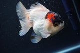 Short Body Thai Oranda  Tricolor 4 Inch (ID#913To14a-89) Free2Day SHIPPING