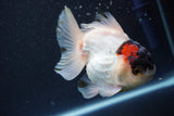 Short Body Thai Oranda  Tricolor 4 Inch (ID#913To14a-89) Free2Day SHIPPING