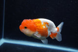 Juvenile Lionchu  Red White 3.5 Inch (ID#0110R11a-12) Free2Day SHIPPING