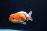 Juvenile Lionchu  Red White 3.5 Inch (ID#0110R11a-12) Free2Day SHIPPING