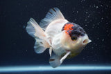 Short Body Thai Oranda  Tricolor 4 Inch (ID#913To14a-89) Free2Day SHIPPING