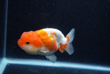 Juvenile Lionchu  Red White 3.5 Inch (ID#0110R11a-12) Free2Day SHIPPING