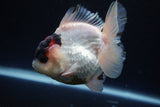 Short Body Thai Oranda  Tricolor 4 Inch (ID#913To14a-89) Free2Day SHIPPING