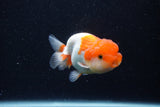 Juvenile Lionchu  Red White 3.5 Inch (ID#0110R11a-12) Free2Day SHIPPING