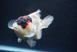 Short Body Thai Oranda  Tricolor 4 Inch (ID#913To14a-89) Free2Day SHIPPING