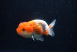 Juvenile Lionchu  Red White 3.5 Inch (ID#0110R11a-12) Free2Day SHIPPING