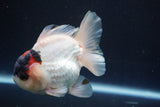 Short Body Thai Oranda  Tricolor 4 Inch (ID#913To14a-89) Free2Day SHIPPING