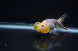 Bubble Eye  Calico 4 Inch (ID#318Be12c-83) Free2Day SHIPPING