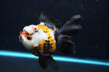 Thai Oranda  Tricolor 5.5 Inch (ID#418T2c-117) Free2Day SHIPPING
