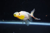 Bubble Eye  Calico 4 Inch (ID#318Be12c-83) Free2Day SHIPPING