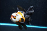 Thai Oranda  Tricolor 5.5 Inch (ID#418T2c-117) Free2Day SHIPPING