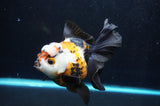 Thai Oranda  Tricolor 5.5 Inch (ID#418T2c-117) Free2Day SHIPPING
