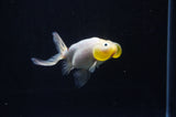 Bubble Eye  Calico 4 Inch (ID#318Be12c-83) Free2Day SHIPPING