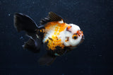 Thai Oranda  Tricolor 5.5 Inch (ID#418T2c-117) Free2Day SHIPPING