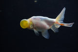 Bubble Eye  Calico 4 Inch (ID#318Be12c-83) Free2Day SHIPPING