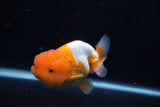 Juvenile Lionchu  Red White 3.5 Inch (ID#0110R11a-13) Free2Day SHIPPING