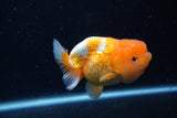 Juvenile Lionchu  Red White 3.5 Inch (ID#0110R11a-13) Free2Day SHIPPING