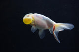 Bubble Eye  Calico 4 Inch (ID#318Be12c-83) Free2Day SHIPPING