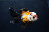 Thai Oranda  Tricolor 5.5 Inch (ID#418T2c-117) Free2Day SHIPPING