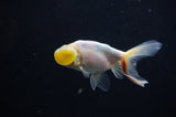 Bubble Eye  Calico 4 Inch (ID#318Be12c-83) Free2Day SHIPPING