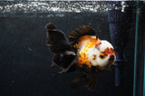 Thai Oranda  Tricolor 5.5 Inch (ID#418T2c-117) Free2Day SHIPPING