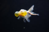 Bubble Eye  Calico 4 Inch (ID#318Be12c-83) Free2Day SHIPPING