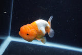 Juvenile Lionchu  Red White 3.5 Inch (ID#0110R11a-13) Free2Day SHIPPING