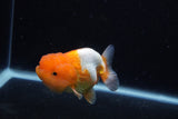 Juvenile Lionchu  Red White 3.5 Inch (ID#0110R11a-13) Free2Day SHIPPING