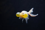 Bubble Eye  Calico 4 Inch (ID#318Be12c-83) Free2Day SHIPPING