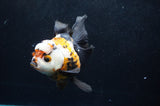 Thai Oranda  Tricolor 5.5 Inch (ID#418T2c-117) Free2Day SHIPPING