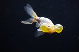 Bubble Eye  Calico 4 Inch (ID#318Be12c-83) Free2Day SHIPPING
