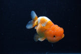 Juvenile Lionchu  Red White 3.5 Inch (ID#0110R11a-13) Free2Day SHIPPING