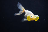 Bubble Eye  Calico 4 Inch (ID#318Be12c-83) Free2Day SHIPPING