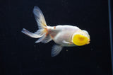 Bubble Eye  Calico 4 Inch (ID#318Be12c-83) Free2Day SHIPPING