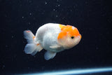 Juvenile Lionchu  Red White 3.5 Inch (ID#0110R11a-14) Free2Day SHIPPING