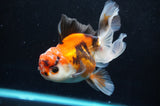 Thai Oranda  Tricolor 4.5 Inch (ID#418T2c-118) Free2Day SHIPPING