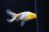 Bubble Eye  Calico 4 Inch (ID#318Be12c-83) Free2Day SHIPPING