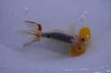 Bubble Eye  Calico 4 Inch (ID#318Be12c-83) Free2Day SHIPPING