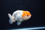 Juvenile Lionchu  Red White 3.5 Inch (ID#0110R11a-14) Free2Day SHIPPING