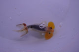 Bubble Eye  Calico 4 Inch (ID#318Be12c-83) Free2Day SHIPPING