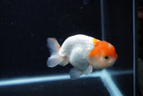 Juvenile Lionchu  Red White 3.5 Inch (ID#0110R11a-14) Free2Day SHIPPING