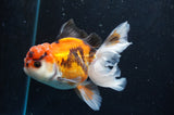 Thai Oranda  Tricolor 4.5 Inch (ID#418T2c-118) Free2Day SHIPPING