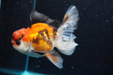 Thai Oranda  Tricolor 4.5 Inch (ID#418T2c-118) Free2Day SHIPPING