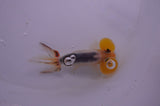 Bubble Eye  Calico 4 Inch (ID#318Be12c-83) Free2Day SHIPPING