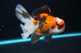 Thai Oranda  Tricolor 4.5 Inch (ID#418T2c-118) Free2Day SHIPPING