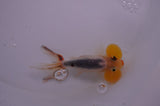Bubble Eye  Calico 4 Inch (ID#318Be12c-83) Free2Day SHIPPING