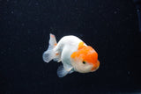 Juvenile Lionchu  Red White 3.5 Inch (ID#0110R11a-14) Free2Day SHIPPING